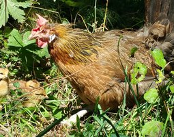 Gauloise dorée saumonée