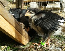 Oeufs fécondés de Marans NCC