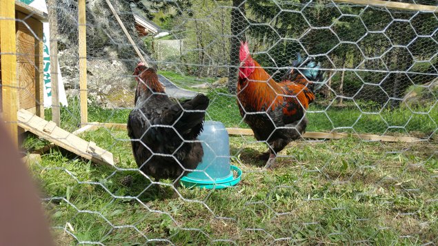 Oeufs fécondés de Marans NCC