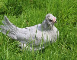 Oeufs fécondés d'Ameraucana 'Lavande'