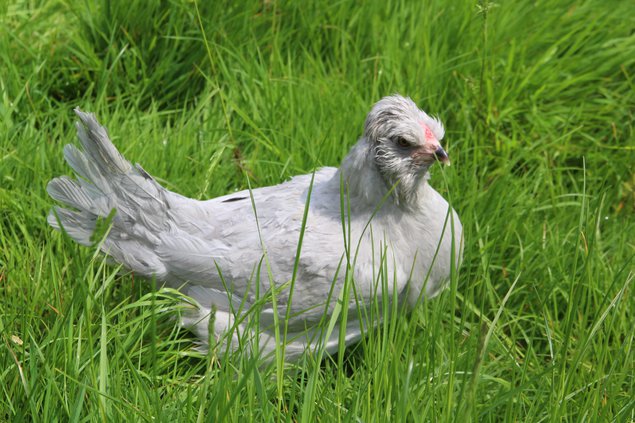 Oeufs fécondés d'Ameraucana 'Lavande'