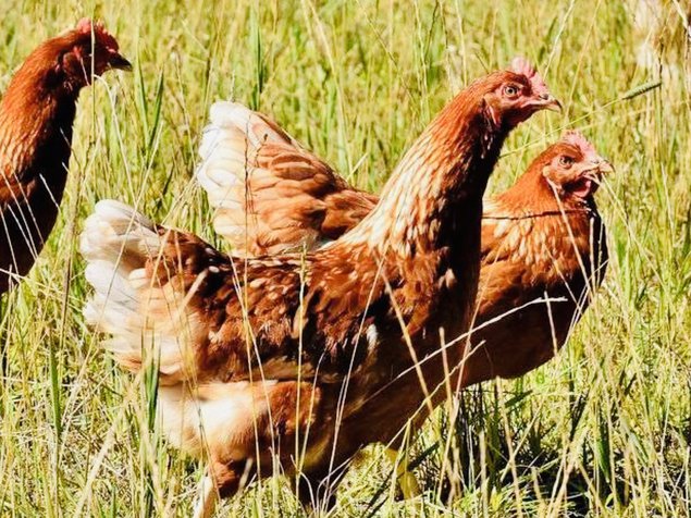 Œufs fécondés poules rouges