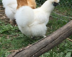 Œufs fécondés de poules soie colorée