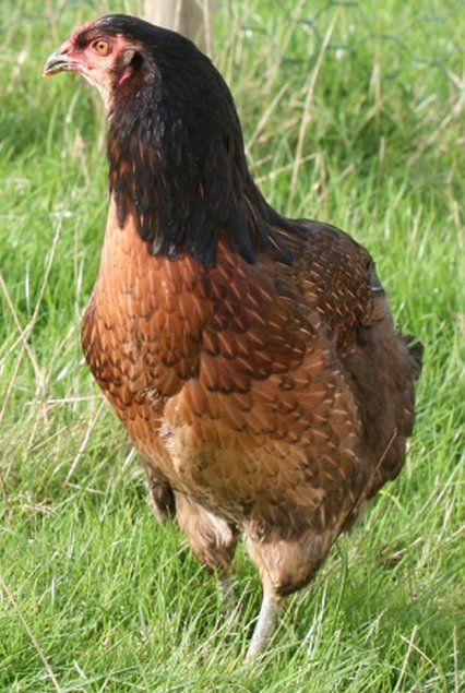 ARAUCANA Oeufs fécondés