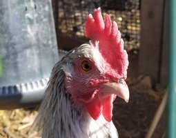 DORKING OEUFS BLEUS VERTS