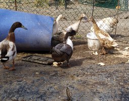 CANARD. COUREUR INDIEN