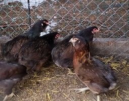 ARAUCANA Oeufs fécondés