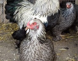 Oeufs Brahma foncée naine