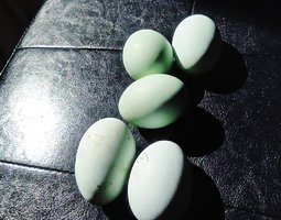 DORKING OEUFS BLEUS VERTS