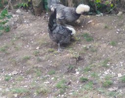 Oeufs fécondé de poule hollandaise huppé