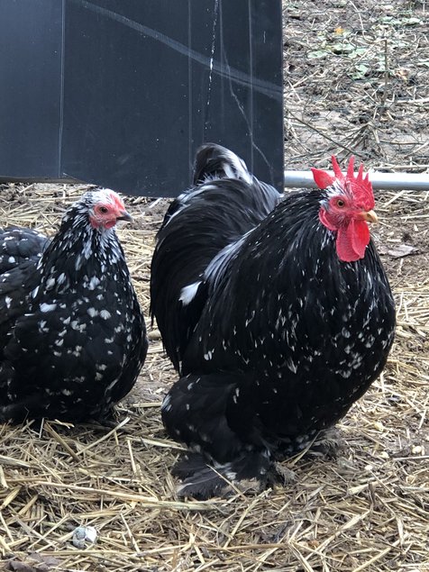 Pékin noir caillouté