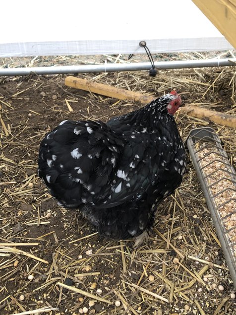 Pékin noir caillouté