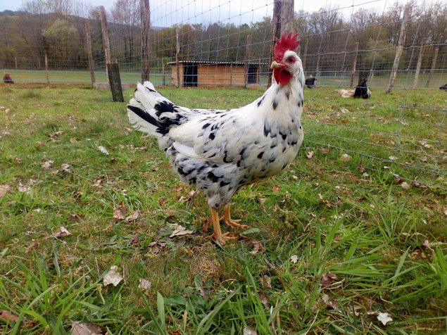 Leghorn exchequer