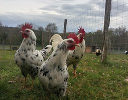 Leghorn exchequer
