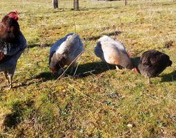 Araucana