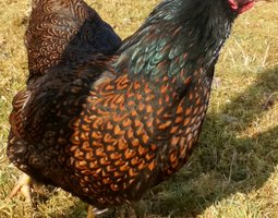 Barnevelder double liseré acajou
