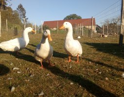 Canard pekin américain