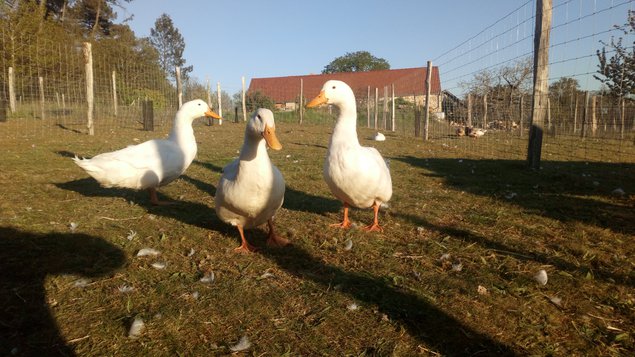 Canard pekin américain