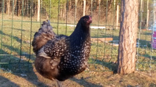 Barnevelder double liseré argenté