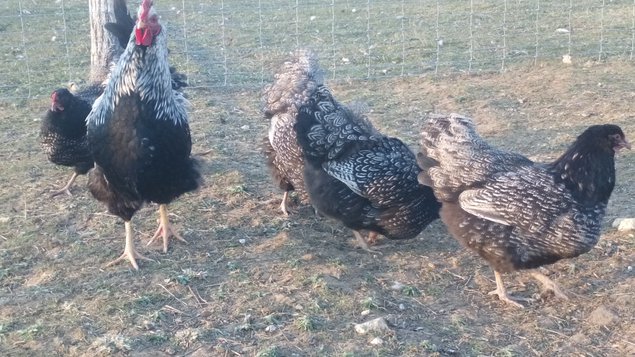 Barnevelder double liseré argenté