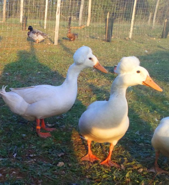 Canard pompon blanc