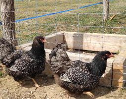 Barnevelder double liseré argenté