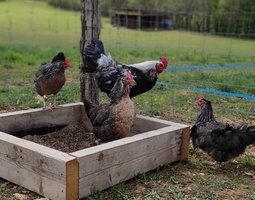 Dorking souche œufs bleu