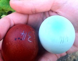 Marans Gr BCC, SCC, NCC