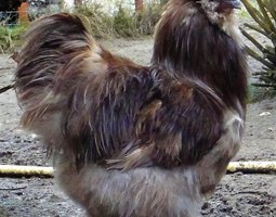 Poule soie Gr barbue