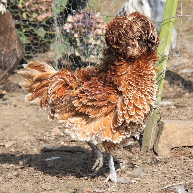 Padoue chamois lisse et frisé