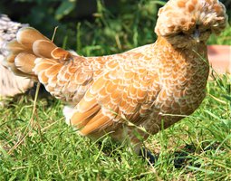 Padoue chamois lisse et frisé