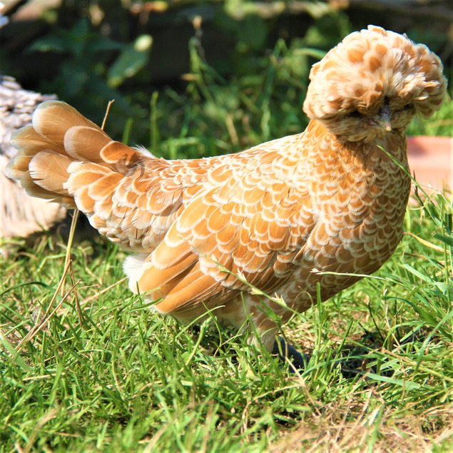 Padoue chamois lisse et frisé