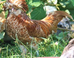 Padoue chamois lisse et frisé