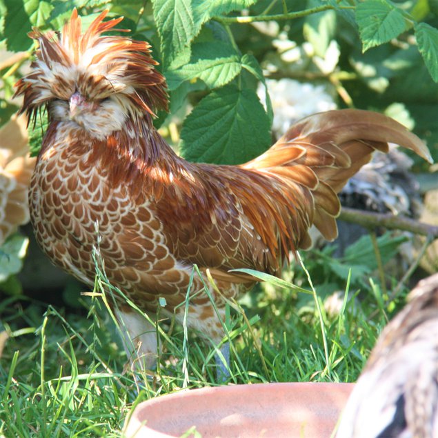 Padoue chamois lisse et frisé