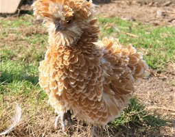 Padoue chamois lisse et frisé