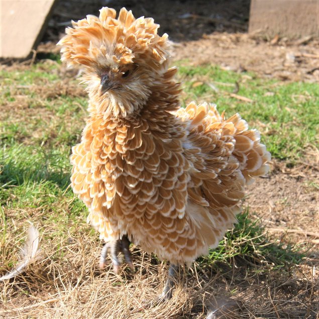 Padoue chamois lisse et frisé