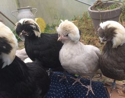 Hollandaise huppée naine Lisse et frisée