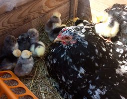 Hollandaise huppée naine Lisse et frisée