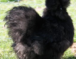 Poule soie Gr barbue