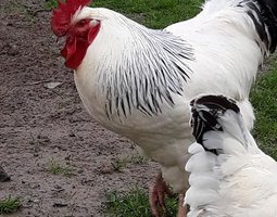 oeufs fécondés sussex herminée blanche