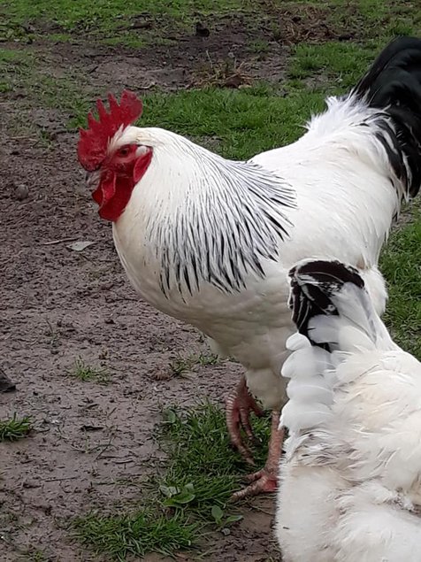 oeufs fécondés sussex herminée blanche