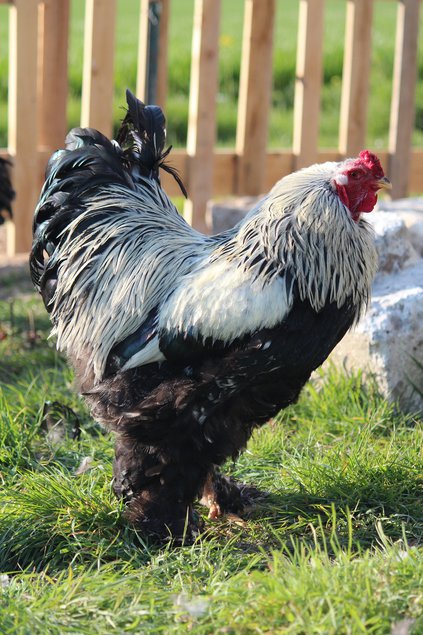 Oeufs de Brahma Perdrix maillé argenté Grande Race