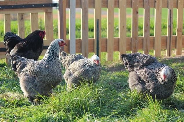 Oeufs de Brahma Perdrix maillé argenté Grande Race