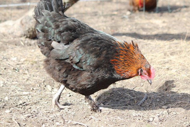 Oeufs de Marans noire et bleue à camail cuivré BCC NCC