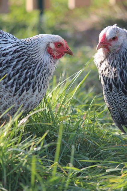 Oeufs de Brahma Perdrix maillé argenté Grande Race