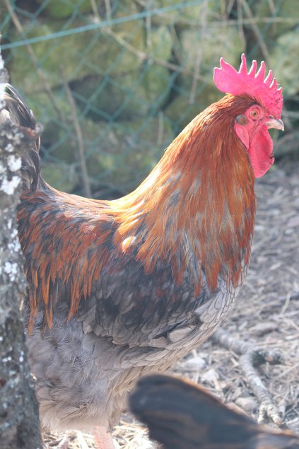 Oeufs de Marans noire et bleue à camail cuivré BCC NCC