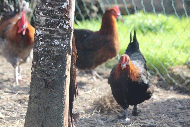 Oeufs de Marans noire et bleue à camail cuivré BCC NCC