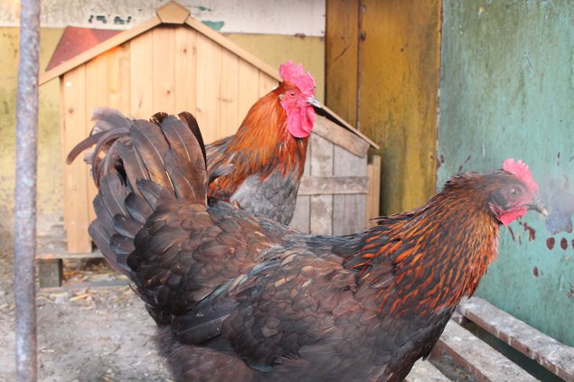 Oeufs de Marans noire et bleue à camail cuivré BCC NCC