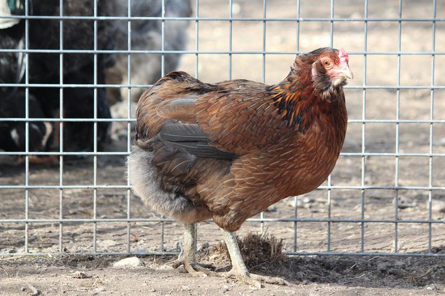 Oeufs d'Araucana pure race