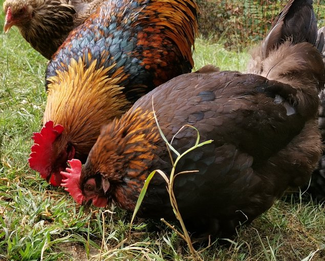 Oeufs de Marans NCC